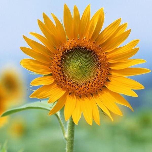 flores