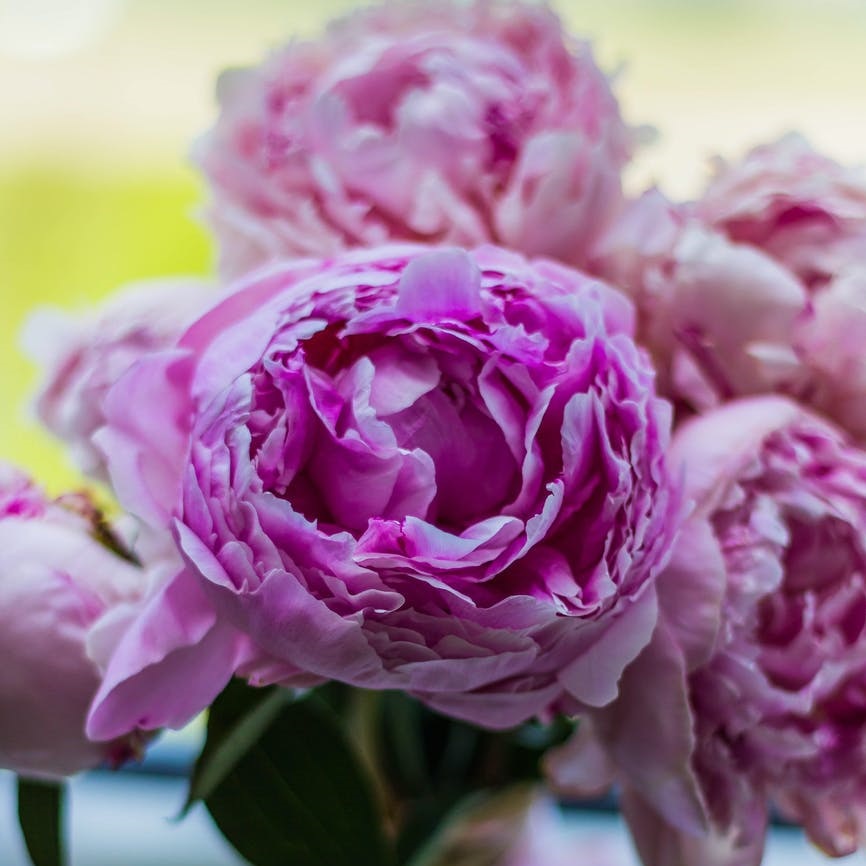 flores