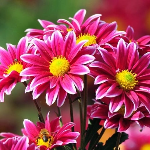 flores