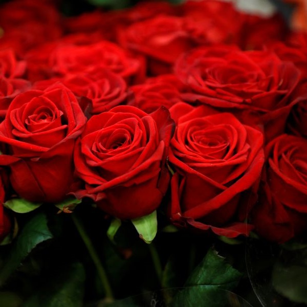 flores
